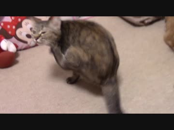 拾いねこ＠生後1917/1884日目　じゃらされアコツキ。