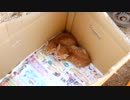 きゅうり栽培実況動画特別編vol.1　子猫にさんにち私が預かるの？編