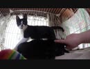 【Jean & Pont 587】保護猫兄弟ナデナデ祭りと鼻チュー