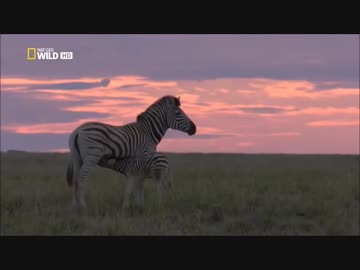 フレンズを動物ドキュメンタリーで紹介するよ part24