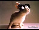funny bunny (cover by aoineko)