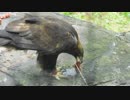 イヌワシのごはんタイム