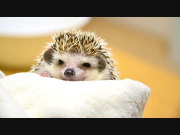 ハリ活.vol 15 ~もち子もお引越し~