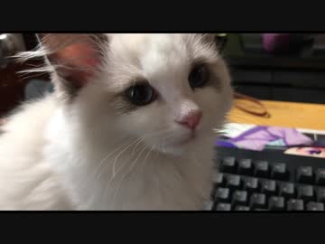 作業中に定期的に甘えてくるあずきちゃん