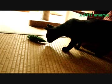 初めてゴーヤを見た仔猫　～うぐろ編～