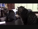 こんしゅうのおやつ【蒼民家の猫々】