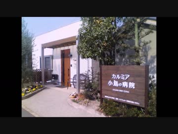 いいちこインコ小鳥の病院へ