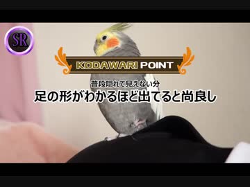 【マニア向け】足をしまう仕草は何度でも見たい【オカメインコ】