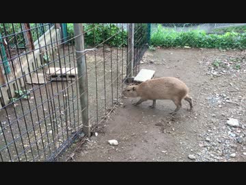 金網をマジックのようにすり抜けるカピバラ