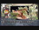 パキカス☆