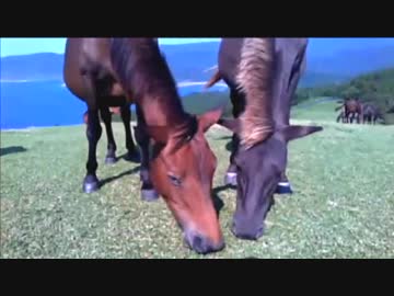 絶景に生きる野生馬