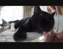 【Jean & Pont 596】グルグルを撮りたくて保護猫兄弟をナデナデ