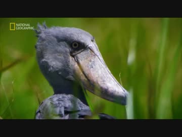 ナイルのフレンズ「不変の大湿原」