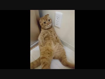 【人工知能すげぇ】ぬこ成長記録動画を人工知能が勝手に作った結果