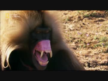 ナイルのフレンズ「王者の川」