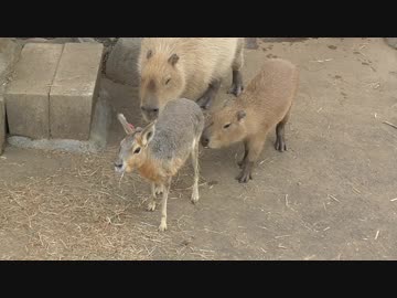 カピバラの群れに紛れ込むマーラ