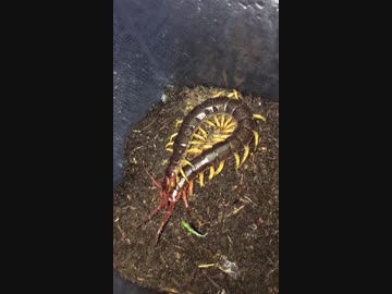 ベトナムオオムカデ カラダのお手入れ