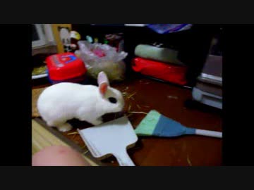 うさぎが水を飲むだけ