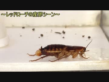 蟻戦争＃176 アリはゴキブリの卵を食べる？～卵の神秘～編