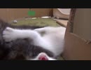 【 子猫 】子猫の全身はバネで出来ている　その22