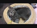 子猫は狩りをおぼえた！（合間にトイレ）