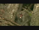 平社員青山清利　キノコ食べ放題