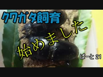 クワガタ飼育始めました　ぱーと21