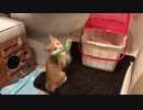 猫じゃらしが気になってしょうがない子猫（２カ月 ロイくん♂）
