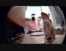監視カメラをルパン並みに回避する子猫 ロイくん