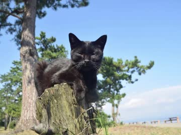 【ゆっくり】徒歩で日本一周part206【高岡】