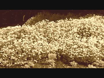 花の香りがする場所 / ምሥጢራዊ