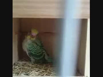 プリン（ぷっさん）母さんの子育て