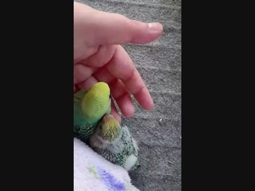 初めて部屋で遊んでるセキセイインコのひな
