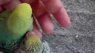 初めて部屋で遊んでるセキセイインコのひな