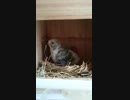 巣箱で遊んでいるセキセイインコのひな
