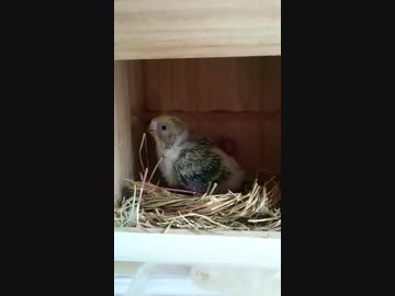 巣箱で遊んでいるセキセイインコのひな