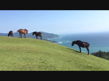 強風に耐える野生馬