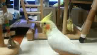 【オカメインコ】ぽてちょ祭り２