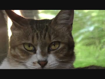 極悪面でツンギレ猫のミーちゃんです。