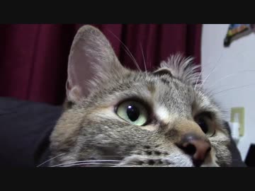 拾いねこ＠生後1922/1889日目　転がるアコとこねる月音。