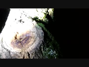 暇人クワガタ探し動画