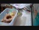 【実験】ダイソーのジャンボくち木でコクワガタを育ててみた②