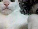 ハードパンチャーＭ