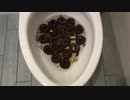 ドーナツをトイレに流してみた５