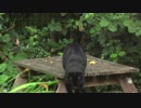 【癒やし】本川祐治郎のにゃんにゃんにゃん動画part3