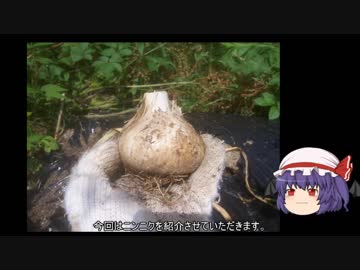 ゆっくり農民67ニンニクを育ててみませんか？#2