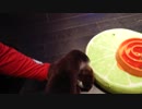 カワウソパペットVSカワウソちぃたん☆
