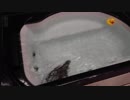 アヒルのオモチャと遊べるまであと少しのカワウソちぃたん☆