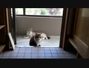 シロの頑張りがついに実りました
