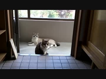 シロの頑張りがついに実りました